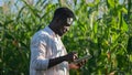 African American farmer types info on tablet on corn field Royalty Free Stock Photo