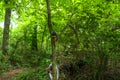 A African American female doll in a tree surrounded by lush green trees on the Doll`s Head Trail at Constitution Lakes