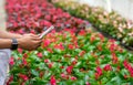 African american girl with smart watch and smartphone takes photos of flowers in interior of greenhouse