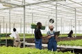 African american greenhouse worker holding crate with fresh lettuce talking with farmer holding laptop about delivery