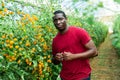 African american grower checking crop of yellow grape tomatoes