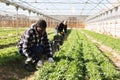 African american horticulturist harvesting arugula