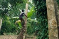 African-american man climbs onto a palm tree to take coconut