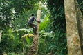 African-american man climbs onto a palm tree to take coconut