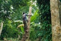 African-american man climbs onto palm tree to take a coconut