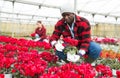 African american man farmer examines a cyclamen in a pot