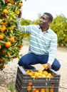 African-American man picking ripe tangerines Royalty Free Stock Photo