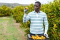 African-American man picking ripe tangerines Royalty Free Stock Photo