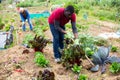 African american man with mattock working in garden