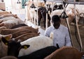 African-American man milking goats