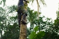 African-american man takes coconut from a palm tree Royalty Free Stock Photo