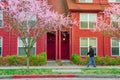 African American man walking by a suburban townhouse with cherry blossom in Seattle, WA