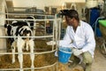 African american man working at farm, caring about small calves in outdoor stall Royalty Free Stock Photo