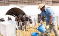 African american man working at farm, caring about small calves in outdoor stall Royalty Free Stock Photo