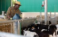 African american man working at farm, caring about small calves in outdoor stall Royalty Free Stock Photo