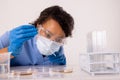 African american mid adult female doctor pipetting liquid in petri dish while doing medical research Royalty Free Stock Photo