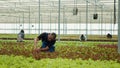 African american organic farmer cultivating different types of lettuce inspecting plants doing quality control