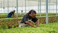 African american woman inspecting lettuce plantation doing quality control in hydroponic enviroment Royalty Free Stock Photo