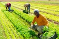 African-american worker harvesting green mizuna (Brassica rapa nipposinica laciniata) in garden