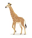 African animal, cute giraffe icon isolated on white background, animal with long neck, vector