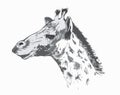 Giraffe head drawing.