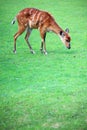 African Animal Sitatunga Tragelaphus spekii Royalty Free Stock Photo