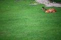 African Animal Sitatunga Tragelaphus spekii Royalty Free Stock Photo