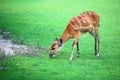 African Animal Sitatunga Tragelaphus spekii Royalty Free Stock Photo