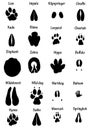 African animal tracks Royalty Free Stock Photo