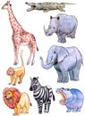 African animals