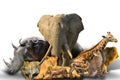 African animals collage Royalty Free Stock Photo