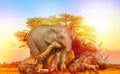 African animals collage sunset Royalty Free Stock Photo