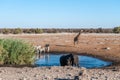 African Animals hanging around a waterhole in Etosha National Park Royalty Free Stock Photo