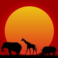 African animals and hot sun