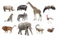 African animals isolated on a white background Royalty Free Stock Photo