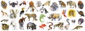 Realistic african animals watercolor collection isolated on white. wild nature. wildlife. tropical fauna. Royalty Free Stock Photo