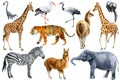 African animals watercolor, white background. Giraffe, elephant, tiger, lemur, llama and zebra. Birds crane and stork.