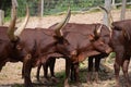 The African Ankole Cow