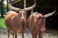 African cows with long horns, Ankole cattle.