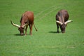 Longhorn / African Ankole Watusi Cattle