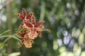 African ansellia, Ansellia africana, African species, Leopard orchid, Introduced ornamental species