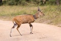 African antelope - bush buck, Uganda, Africa