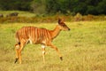 African antelope calf