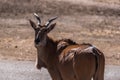 Common wild eland on a sunny day Royalty Free Stock Photo