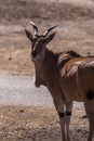 Common wild eland on a sunny day Royalty Free Stock Photo