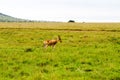 African antelope in Serengeti National Park