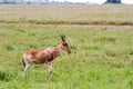 African antelope in Serengeti National Park