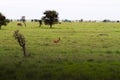 African antelope in Serengeti National Park