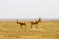 African antelope hartebeests in Serengeti National Park, Tanzania