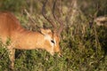 African antelope of the impala species eating grass in the African savannah where it lives in the free and wildlife